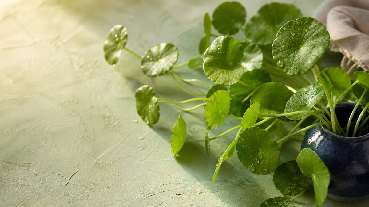 Round gotu kola leaves spilling from a cobalt vessel across a pale green surface