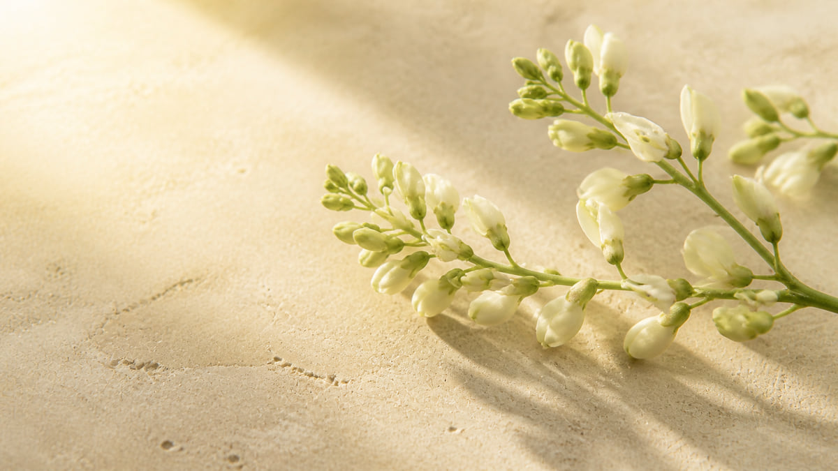 A sprig of cream Japanese pagoda tree flower buds laid across warm sandstone